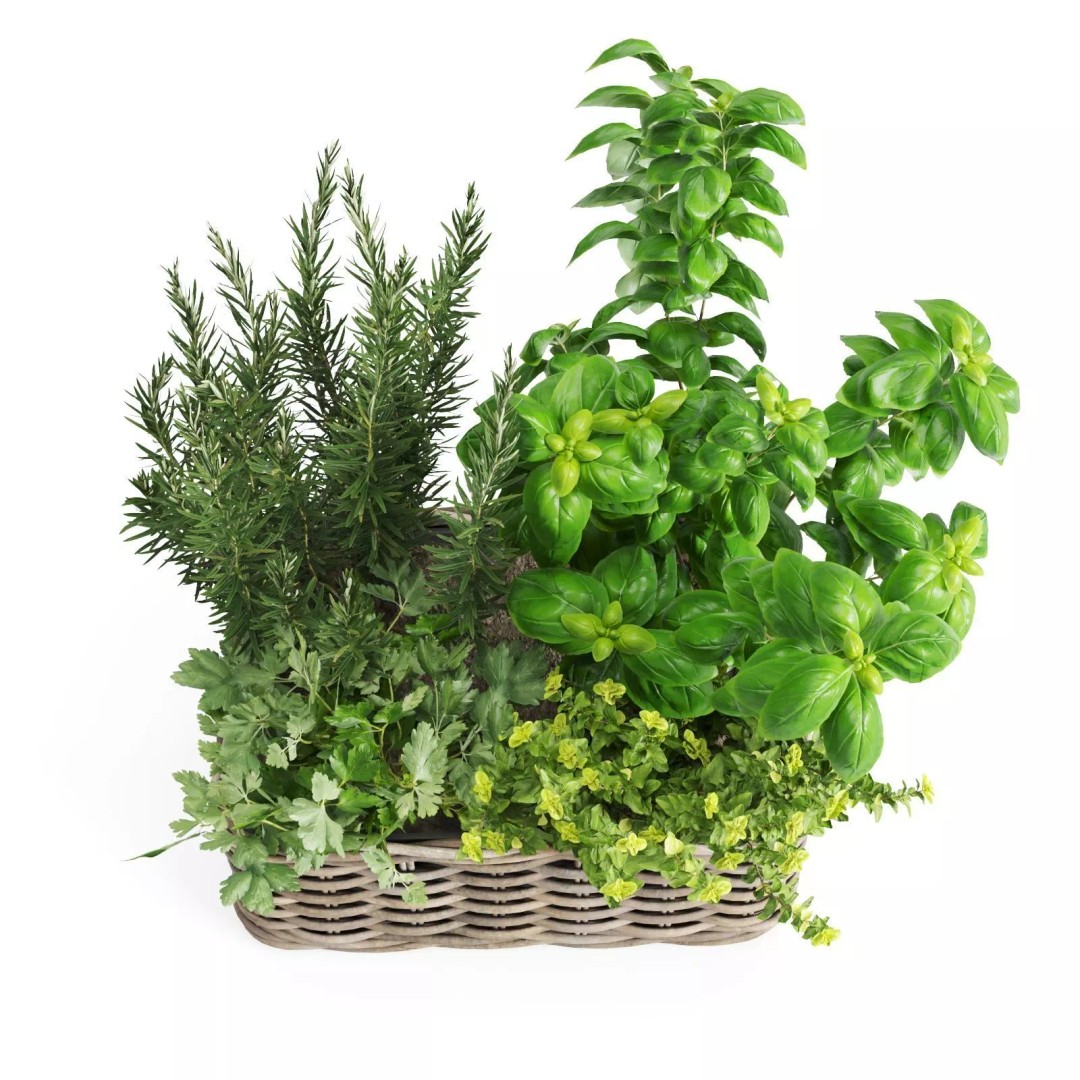 Kitchen Herbs 3D Model – Realistic Plants in Wicker Basket, FBX - View 11