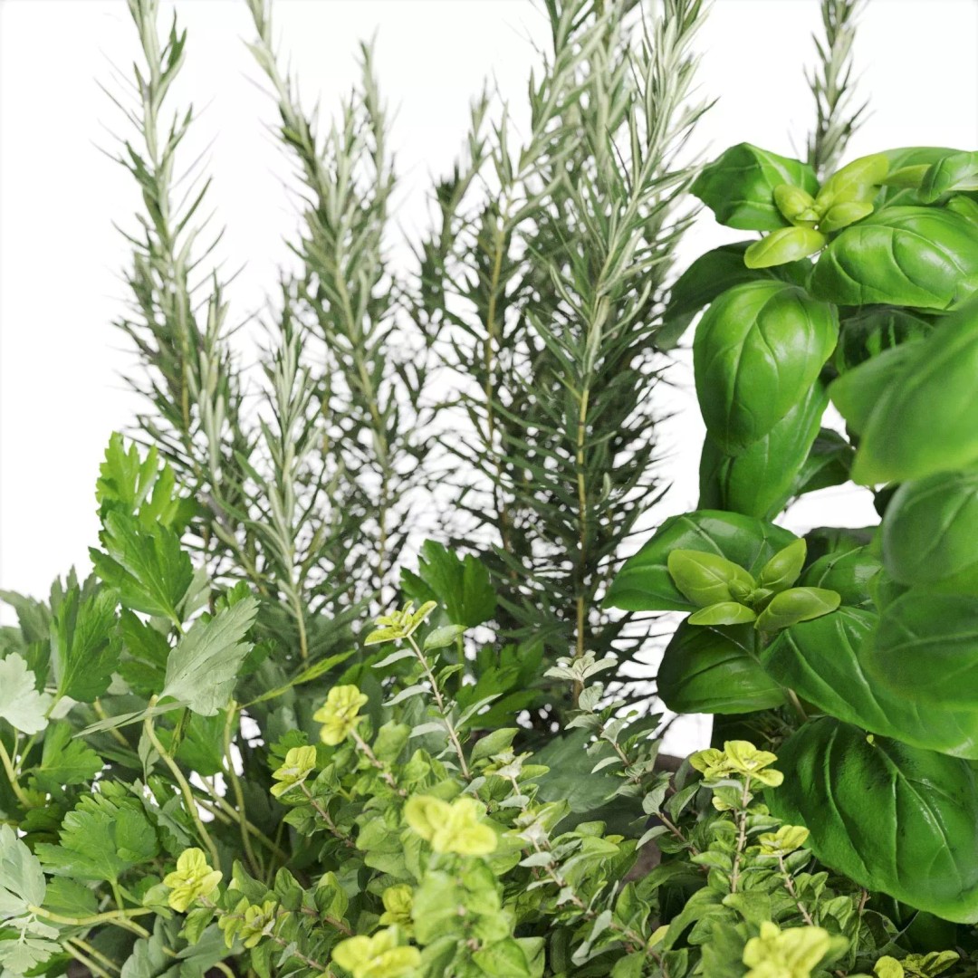 Kitchen Herbs 3D Model – Realistic Plants in Wicker Basket, FBX - View 12