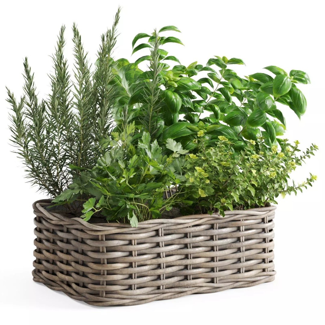 Kitchen Herbs 3D Model – Realistic Plants in Wicker Basket, FBX - View 13