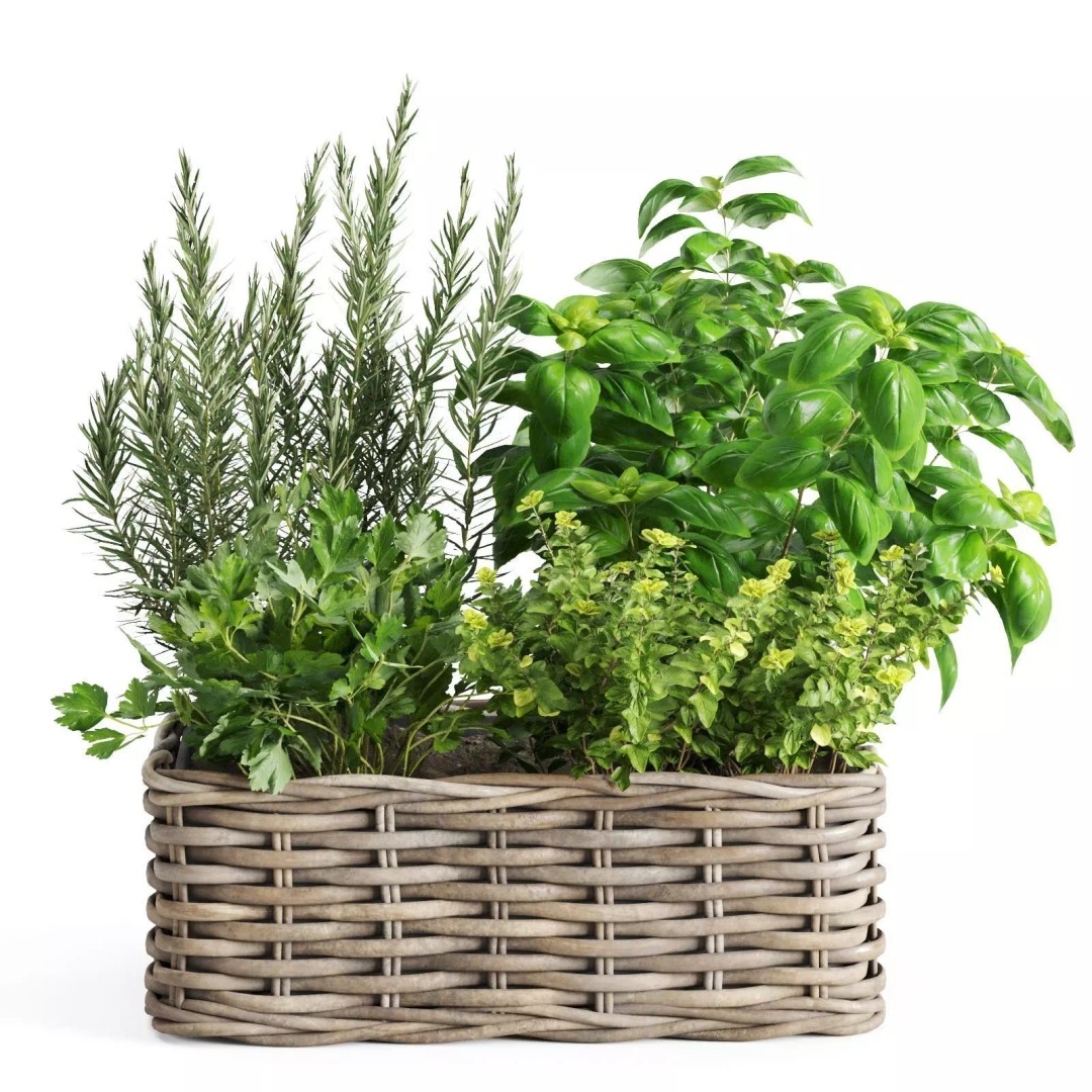 Kitchen Herbs 3D Model – Realistic Plants in Wicker Basket, FBX - View 2