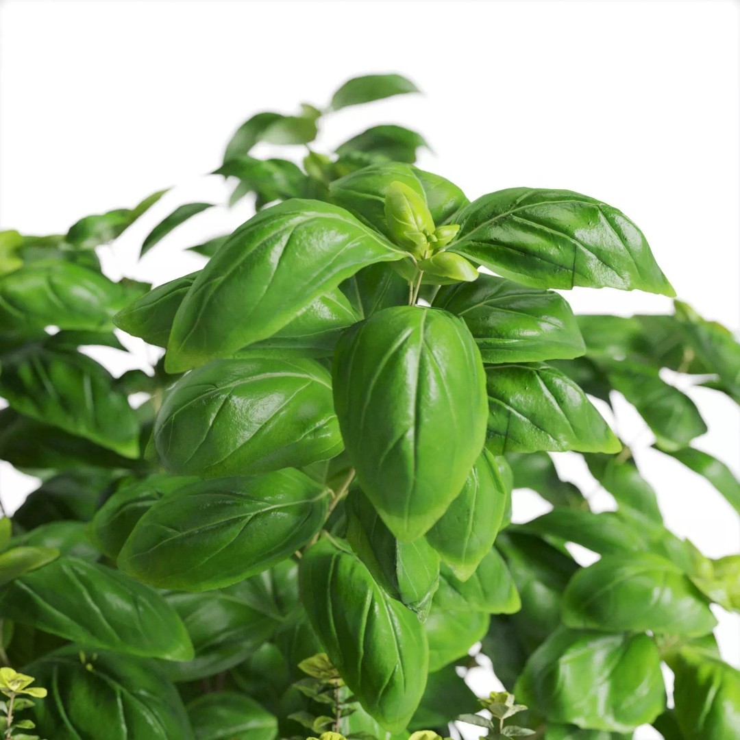 Kitchen Herbs 3D Model – Realistic Plants in Wicker Basket, FBX - View 4