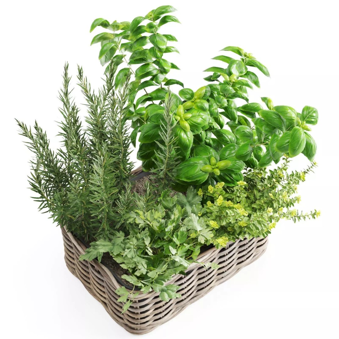 Kitchen Herbs 3D Model – Realistic Plants in Wicker Basket, FBX - View 6