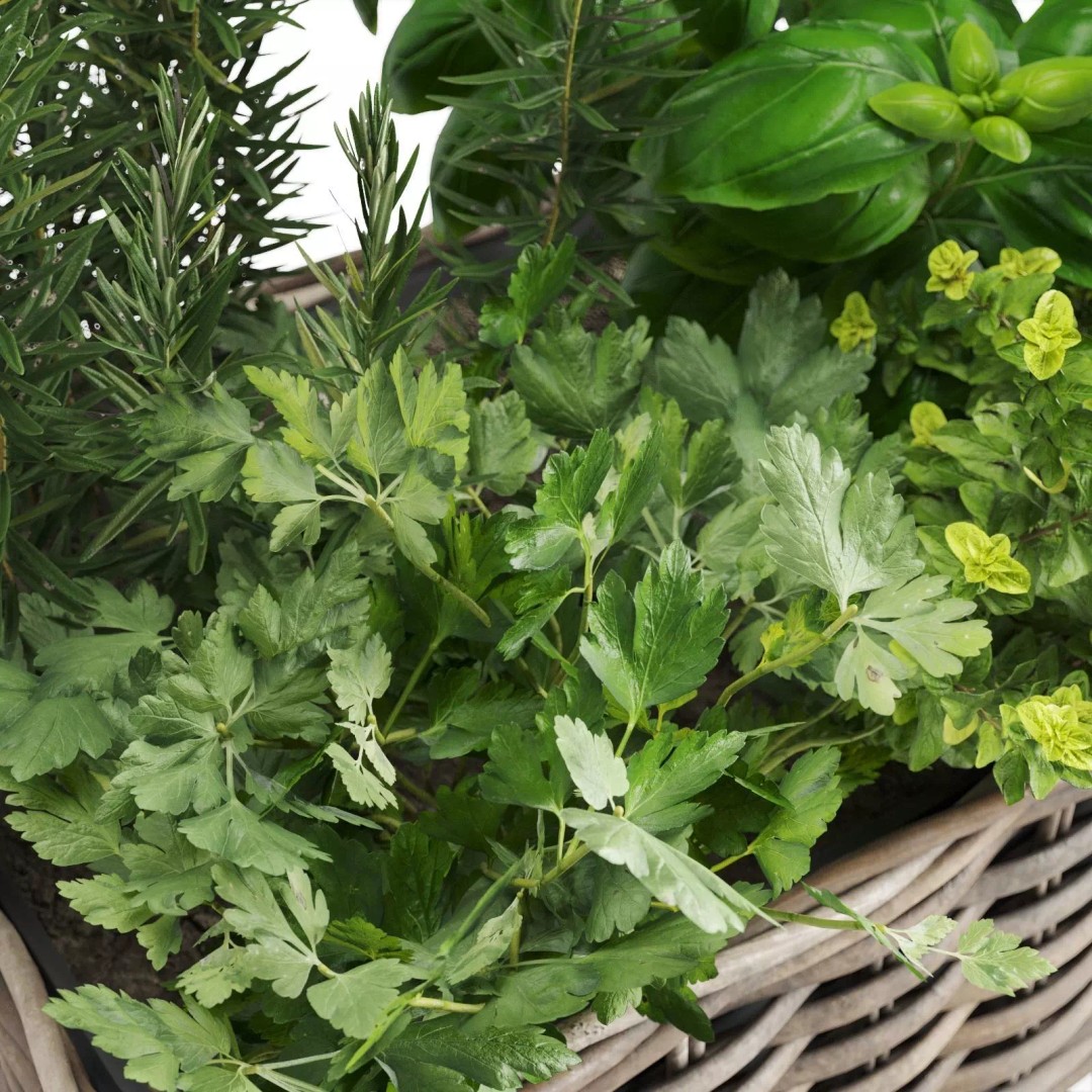Kitchen Herbs 3D Model – Realistic Plants in Wicker Basket, FBX - View 8