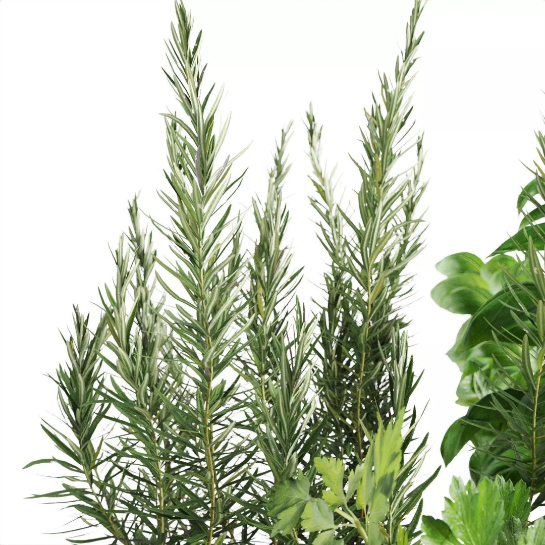 Kitchen Herbs 3D Model – Realistic Plants in Wicker Basket, FBX - View 9