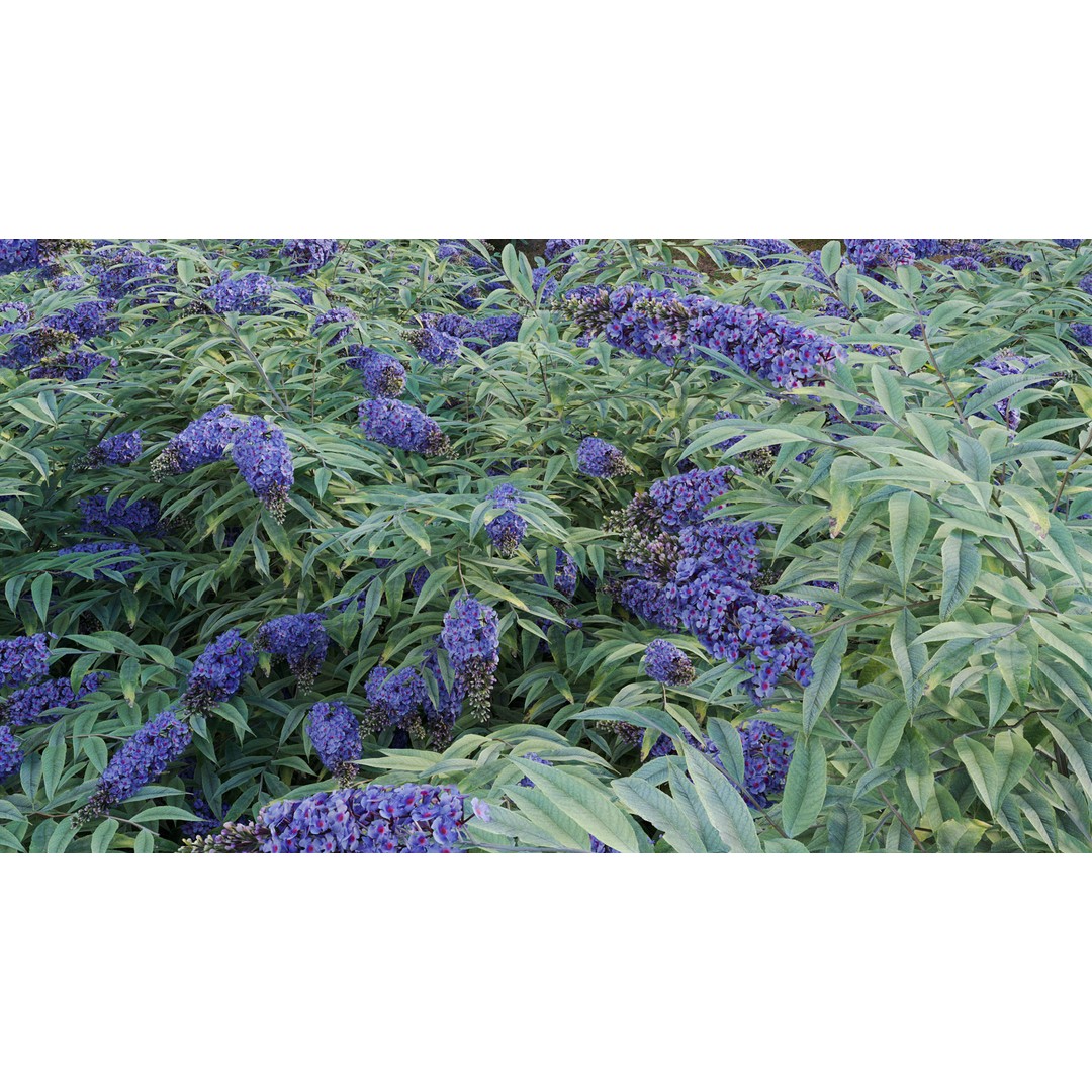 Buddleia 3D Model – Low Poly Butterfly Bush with PBR Textures