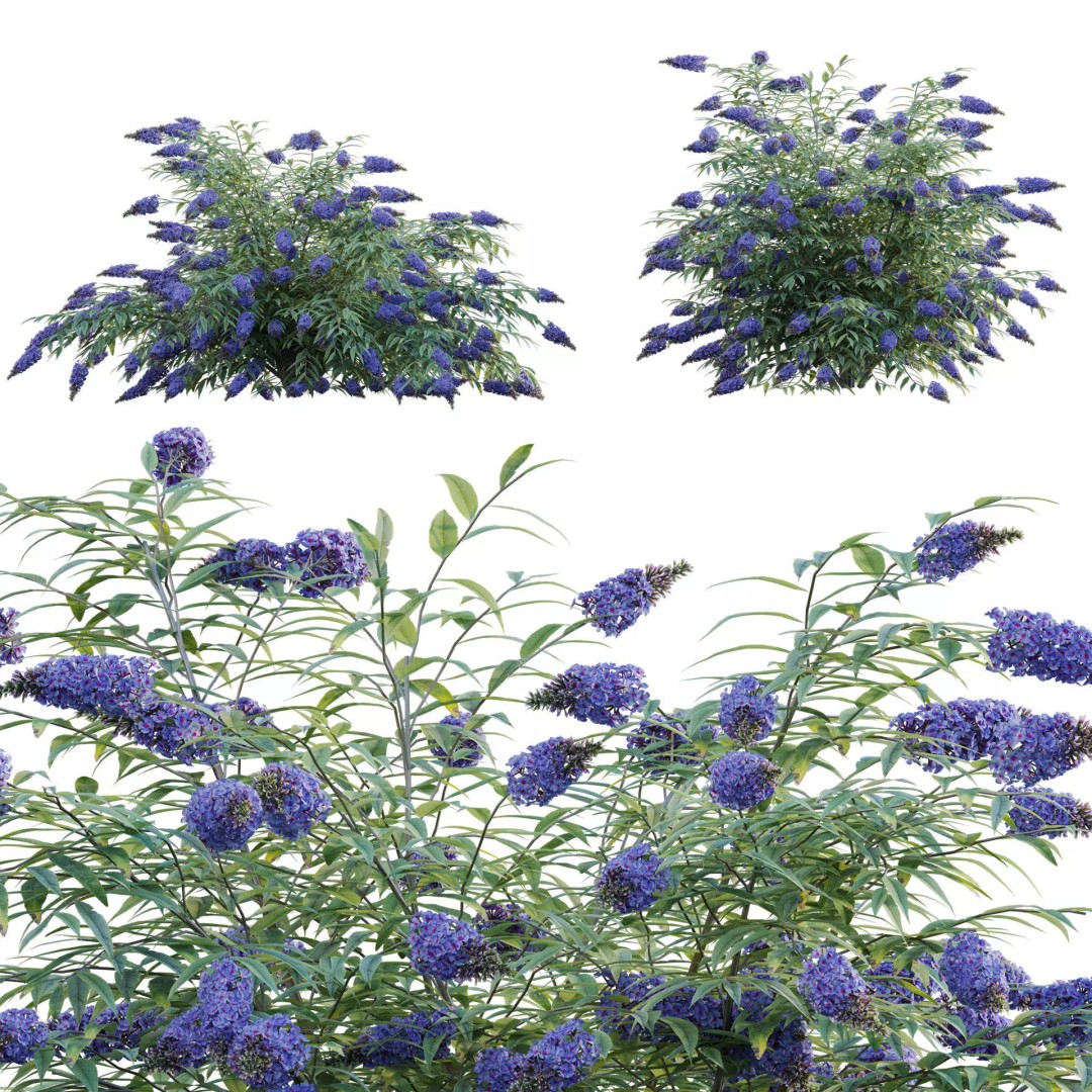 Buddleia 3D Model – Low Poly Butterfly Bush with PBR Textures - View 2