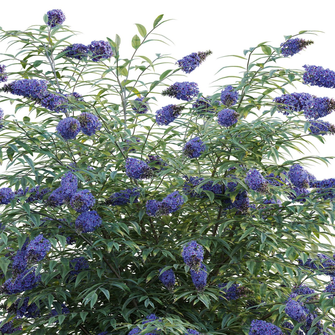 Buddleia 3D Model – Low Poly Butterfly Bush with PBR Textures - View 3