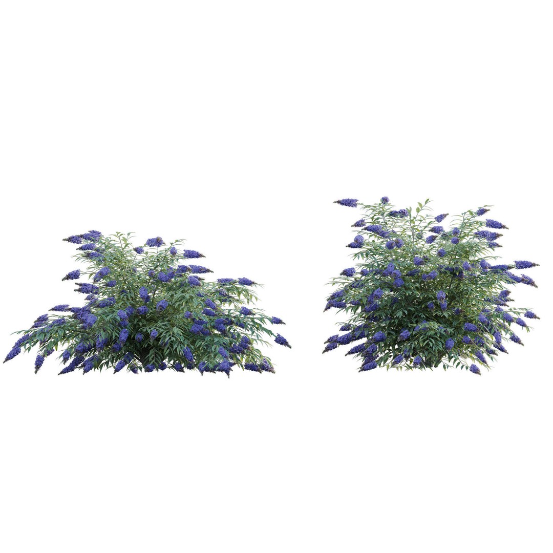 Buddleia 3D Model – Low Poly Butterfly Bush with PBR Textures - View 6