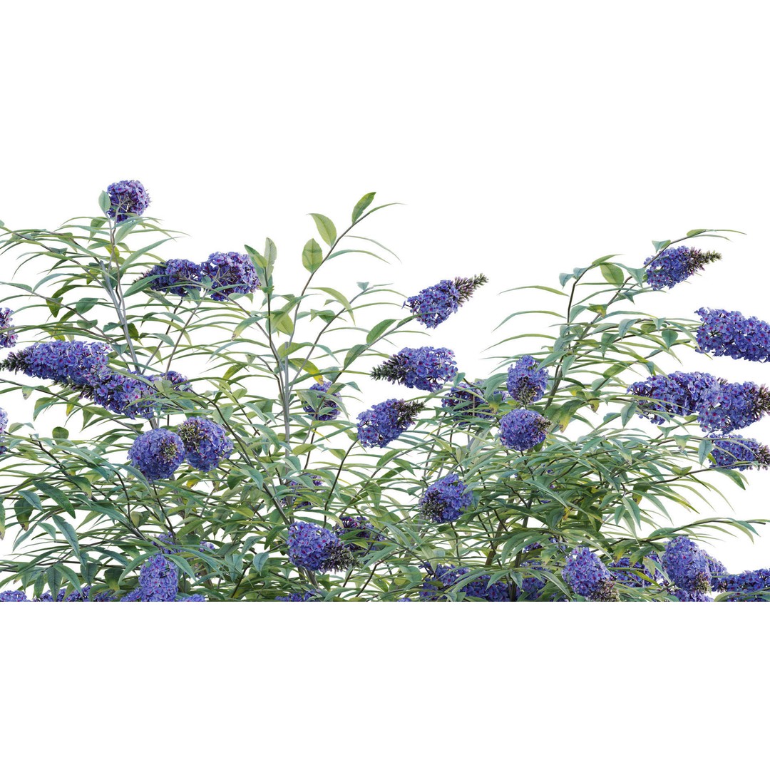 Buddleia 3D Model – Low Poly Butterfly Bush with PBR Textures - View 7