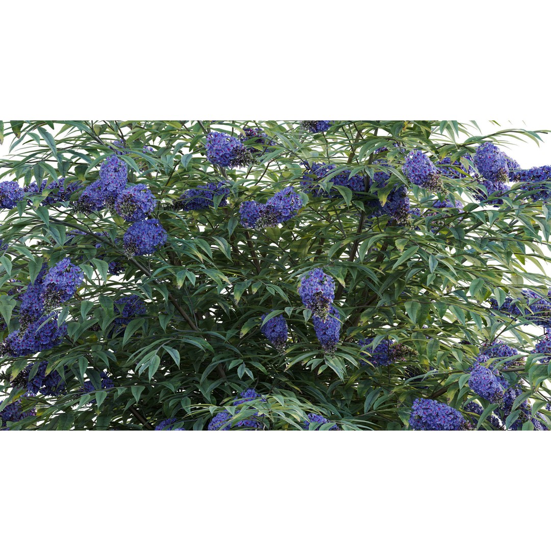 Buddleia 3D Model – Low Poly Butterfly Bush with PBR Textures - View 8