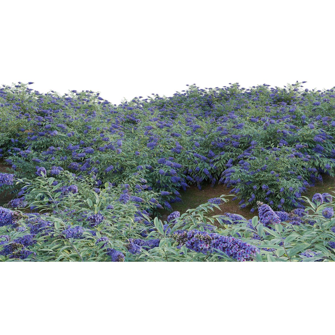 Buddleia 3D Model – Low Poly Butterfly Bush with PBR Textures - View 9