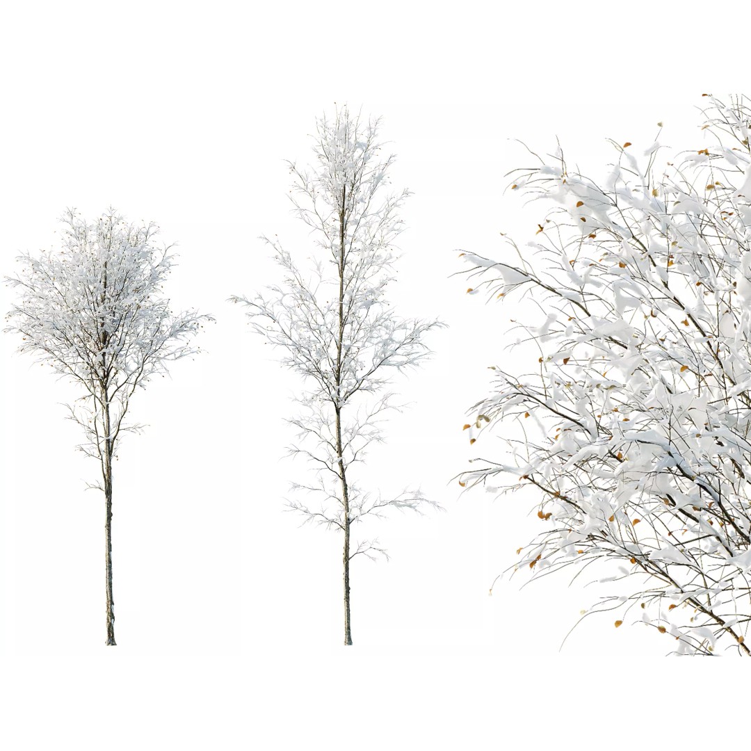 Alnus Glutinosa Winter Snow Tree Set 3D Model – PBR Game Asset, FBX, OBJ - View 2