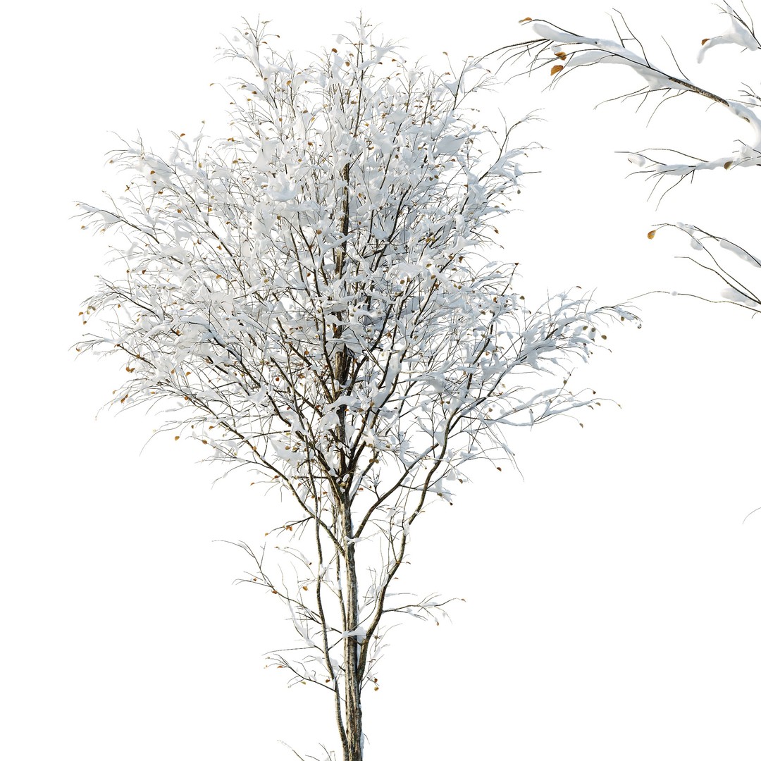 Alnus Glutinosa Winter Snow Tree Set 3D Model – PBR Game Asset, FBX, OBJ - View 3