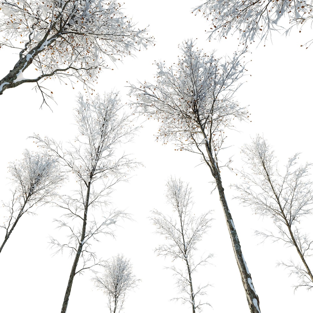 Alnus Glutinosa Winter Snow Tree Set 3D Model – PBR Game Asset, FBX, OBJ - View 4