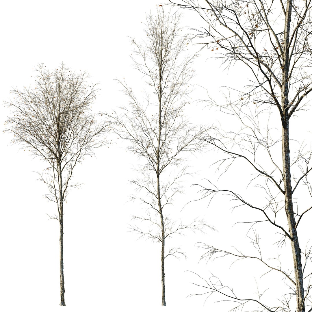 Alnus Glutinosa Winter Snow Tree Set 3D Model – PBR Game Asset, FBX, OBJ - View 5