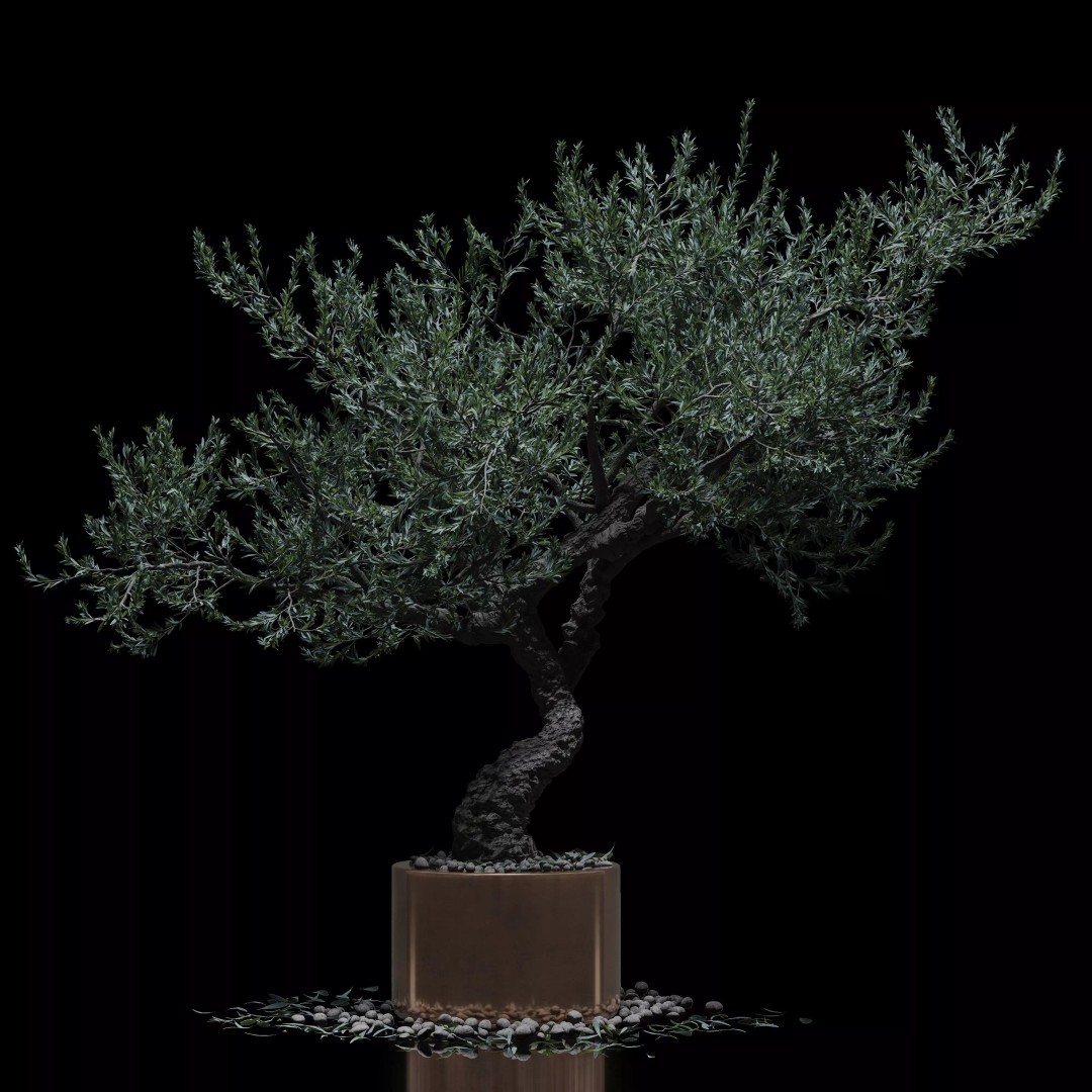 Bonsai Tree 3D Model – Realistic PBR Plant, FBX & OBJ Formats