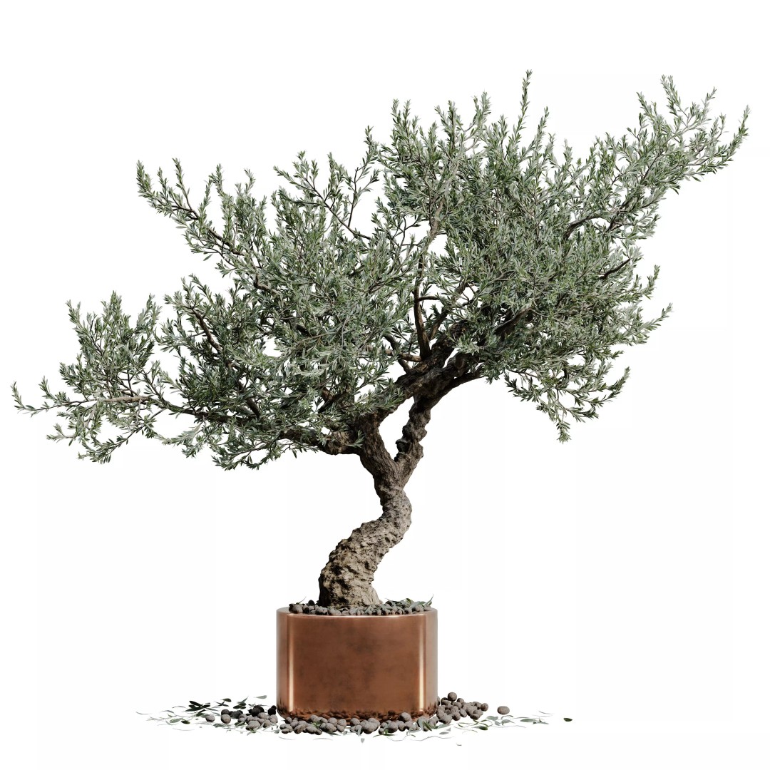 Bonsai Tree 3D Model – Realistic PBR Plant, FBX & OBJ Formats - View 2