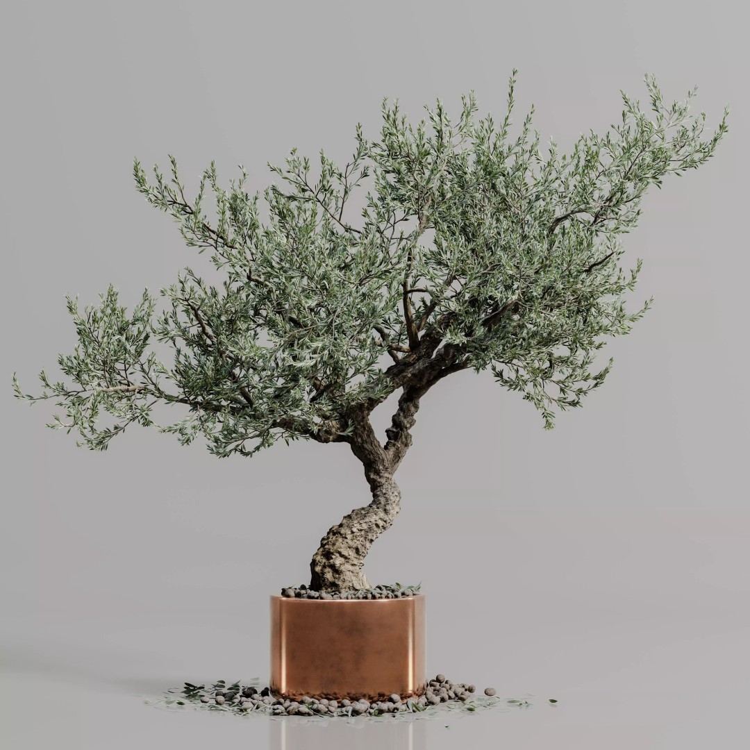 Bonsai Tree 3D Model – Realistic PBR Plant, FBX & OBJ Formats - View 3