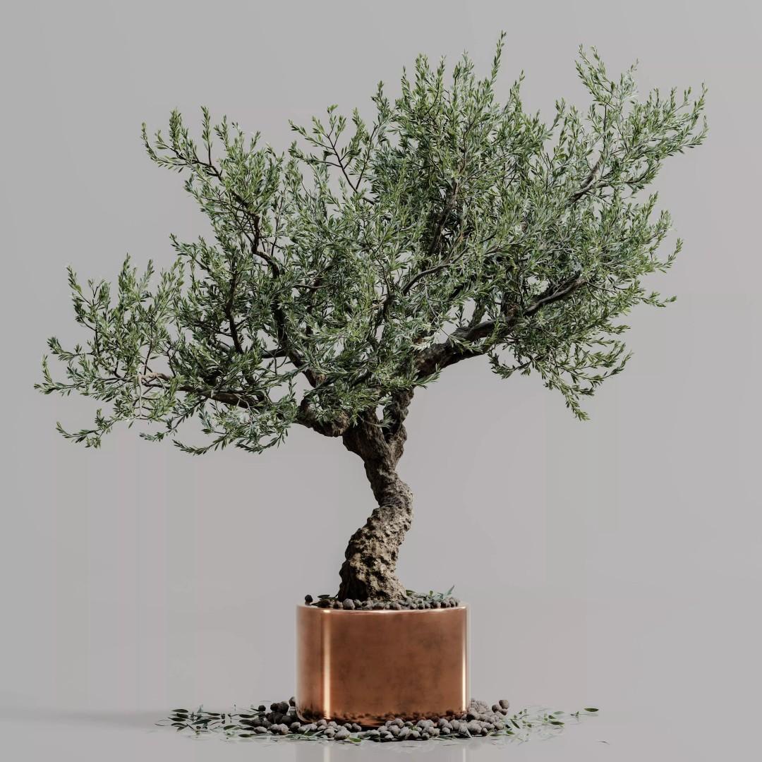 Bonsai Tree 3D Model – Realistic PBR Plant, FBX & OBJ Formats - View 4