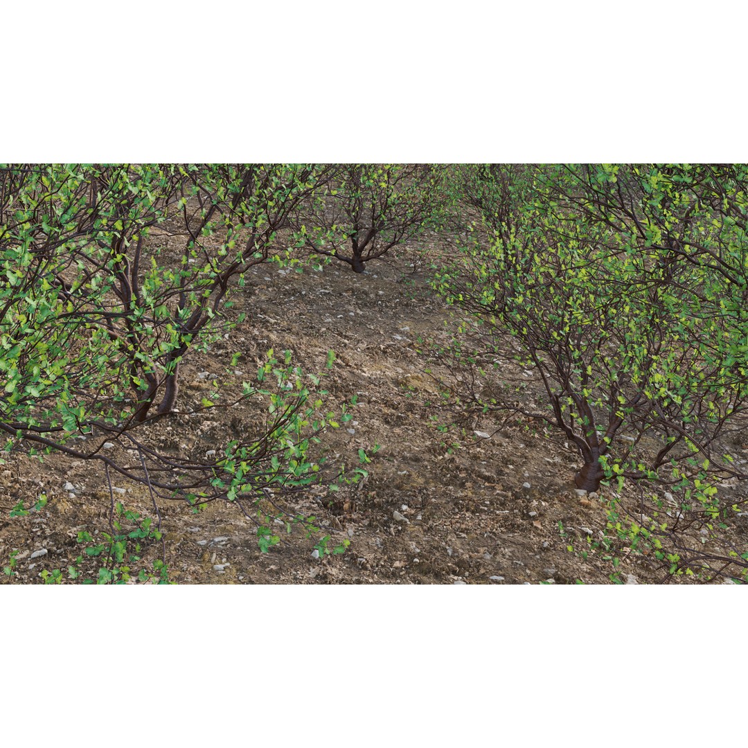 Commiphora Glandulosa 3D Model – Tall Firethorn Corkwood, PBR Textures, FBX