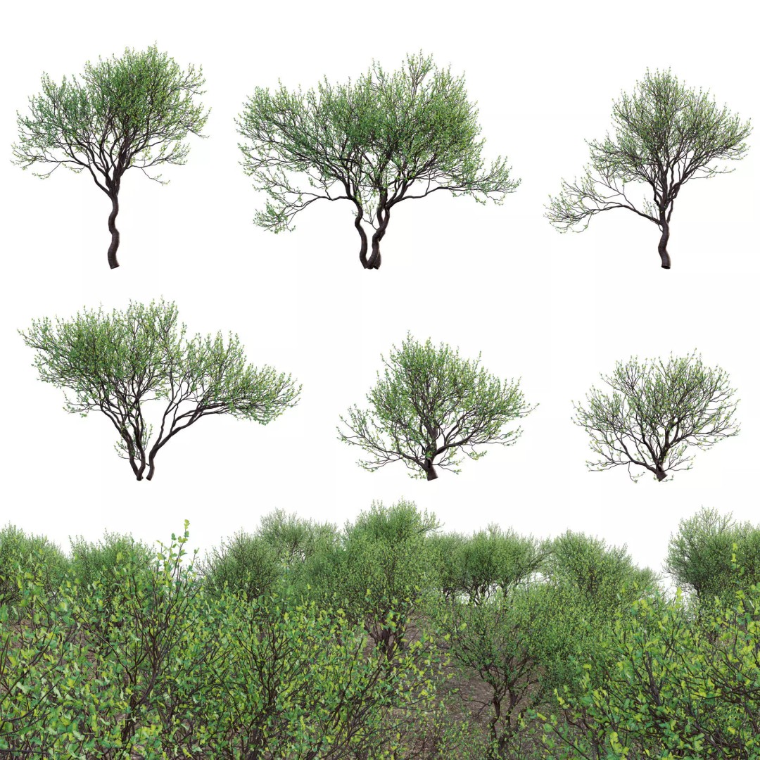 Commiphora Glandulosa 3D Model – Tall Firethorn Corkwood, PBR Textures, FBX - View 2