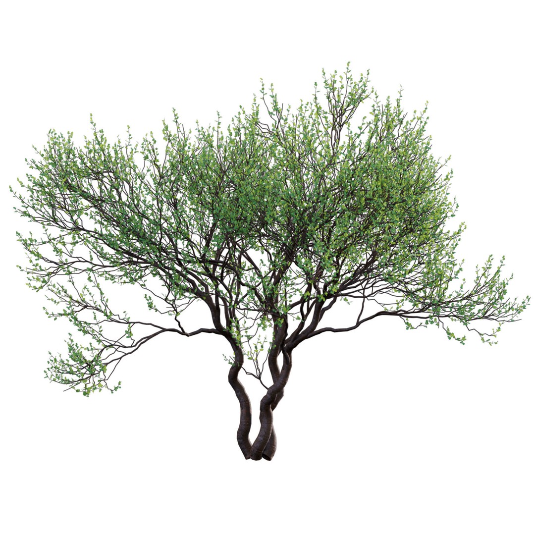 Commiphora Glandulosa 3D Model – Tall Firethorn Corkwood, PBR Textures, FBX - View 3
