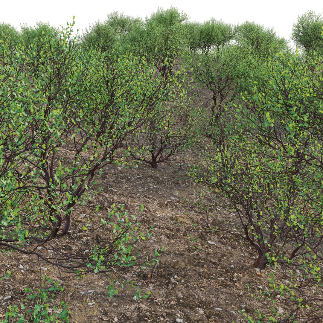 Commiphora Glandulosa 3D Model – Tall Firethorn Corkwood, PBR Textures, FBX - View 4