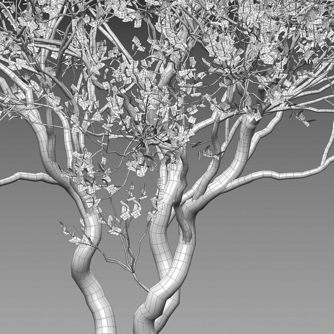 Commiphora Glandulosa 3D Model – Tall Firethorn Corkwood, PBR Textures, FBX - View 5