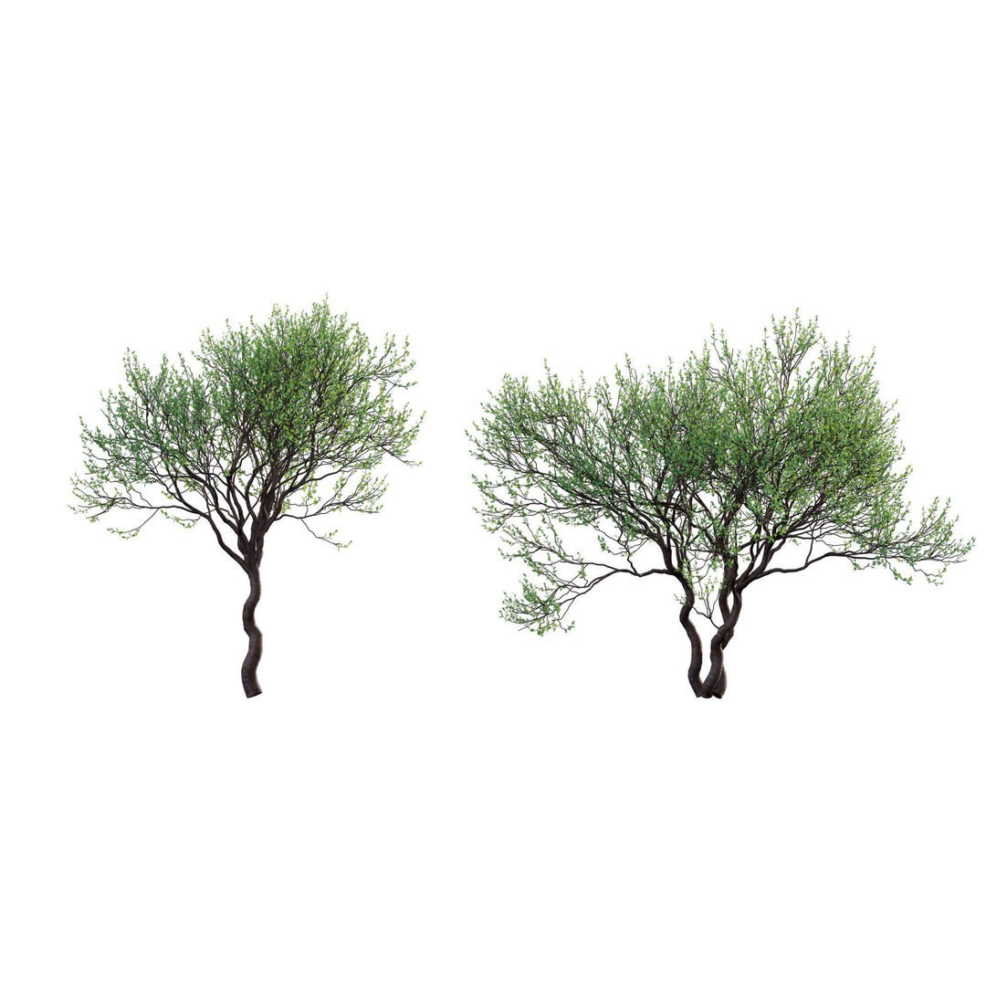 Commiphora Glandulosa 3D Model – Tall Firethorn Corkwood, PBR Textures, FBX - View 6