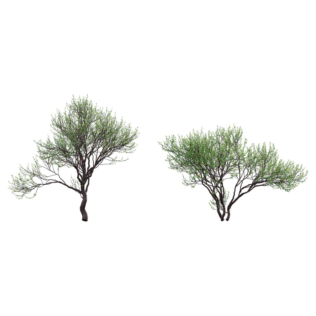 Commiphora Glandulosa 3D Model – Tall Firethorn Corkwood, PBR Textures, FBX - View 7