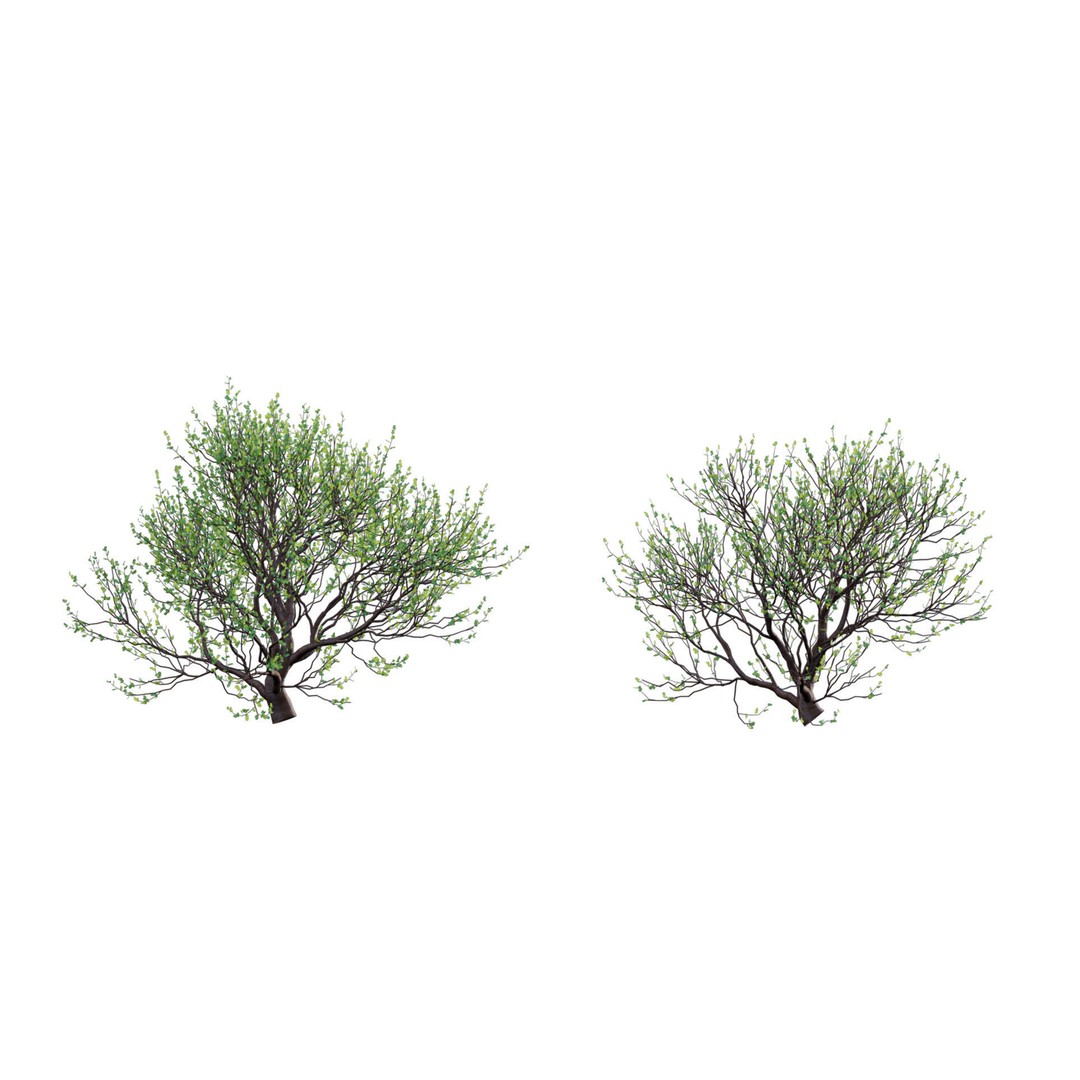 Commiphora Glandulosa 3D Model – Tall Firethorn Corkwood, PBR Textures, FBX - View 8