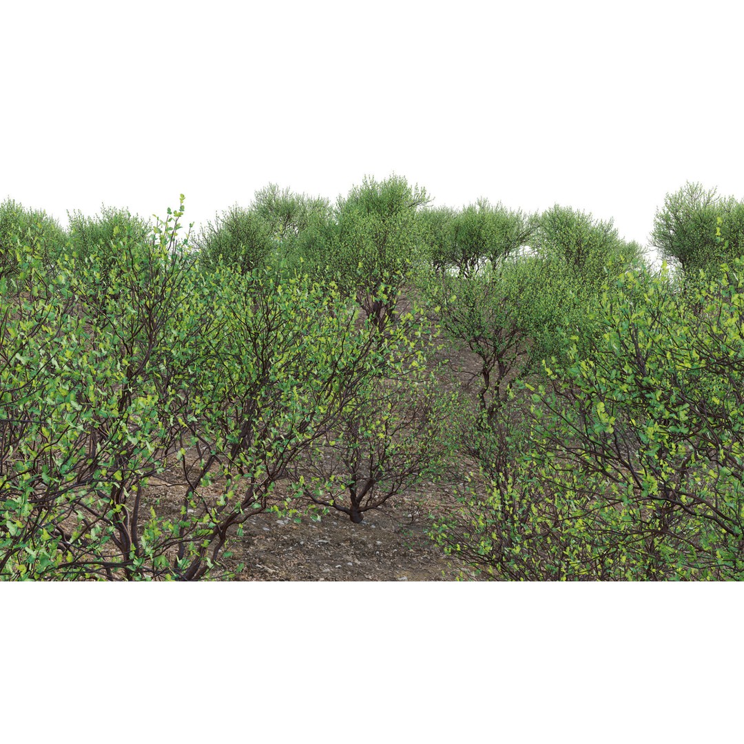 Commiphora Glandulosa 3D Model – Tall Firethorn Corkwood, PBR Textures, FBX - View 9