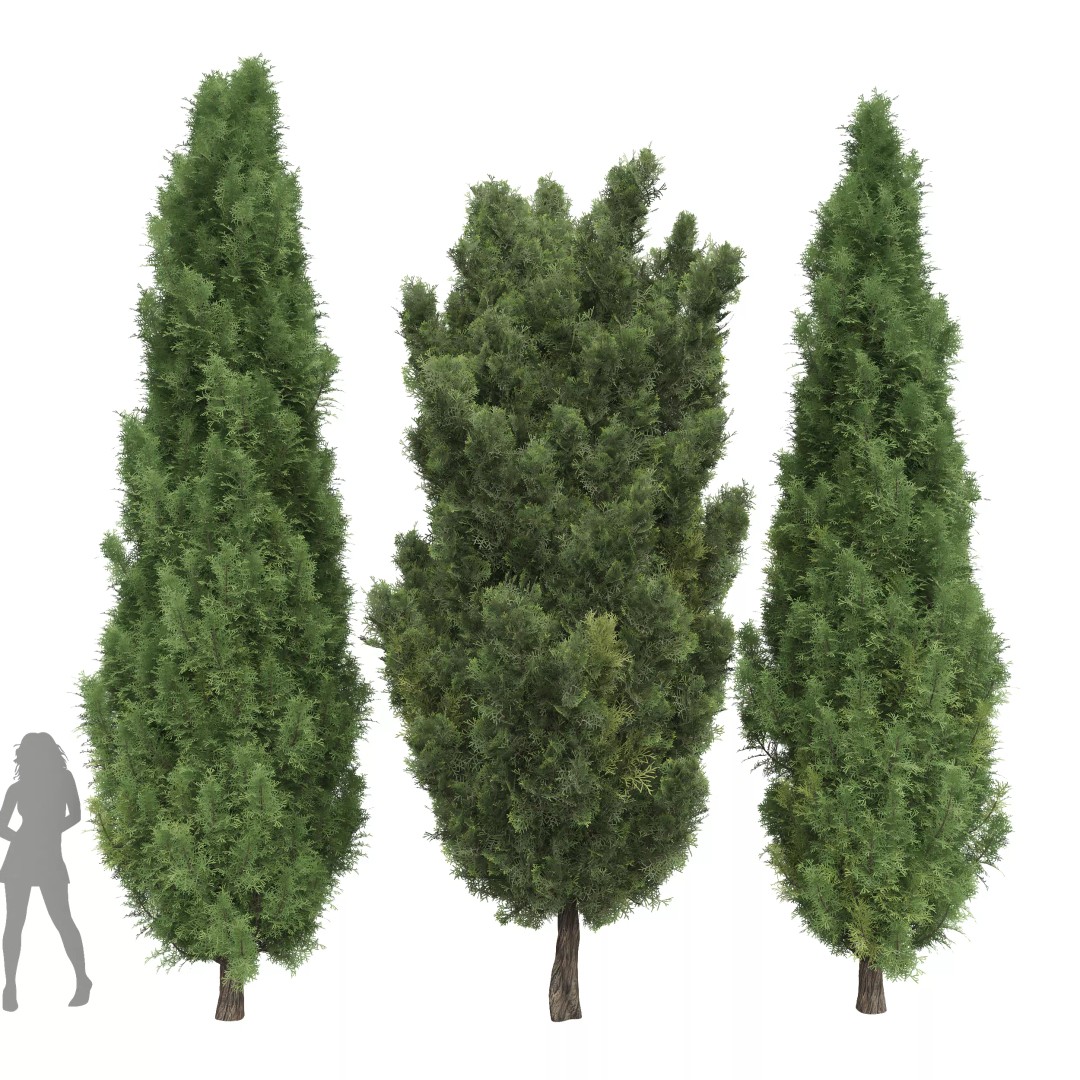 Mediterranean Cypress Tree 3D Model – High Poly PBR Asset, FBX, OBJ - View 2