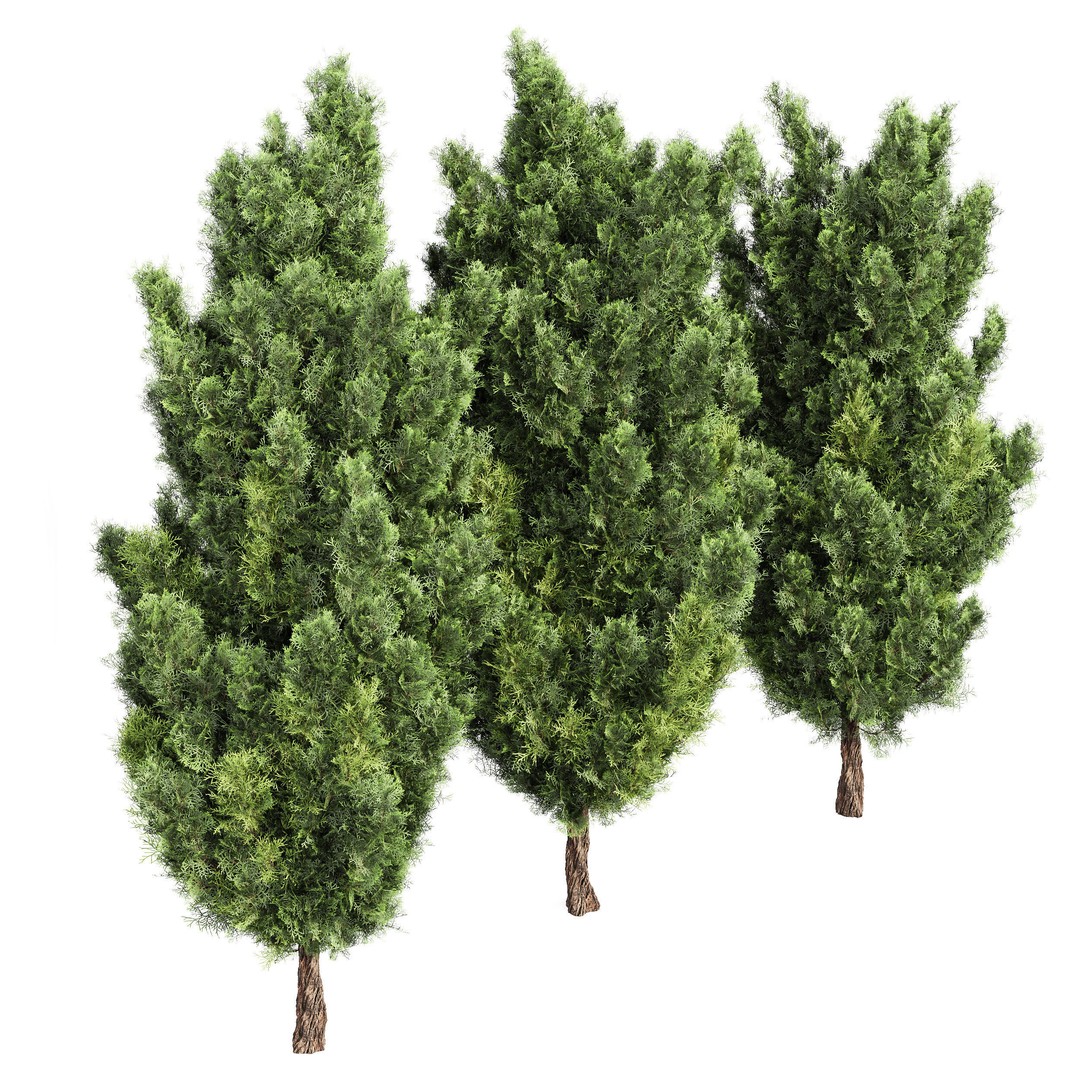 Mediterranean Cypress Tree 3D Model – High Poly PBR Asset, FBX, OBJ - View 4