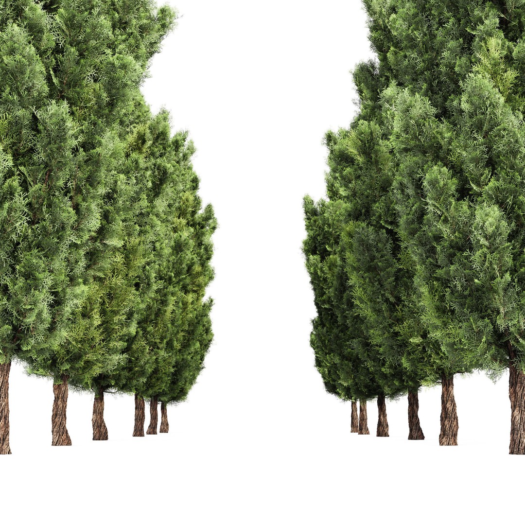 Mediterranean Cypress Tree 3D Model – High Poly PBR Asset, FBX, OBJ - View 5