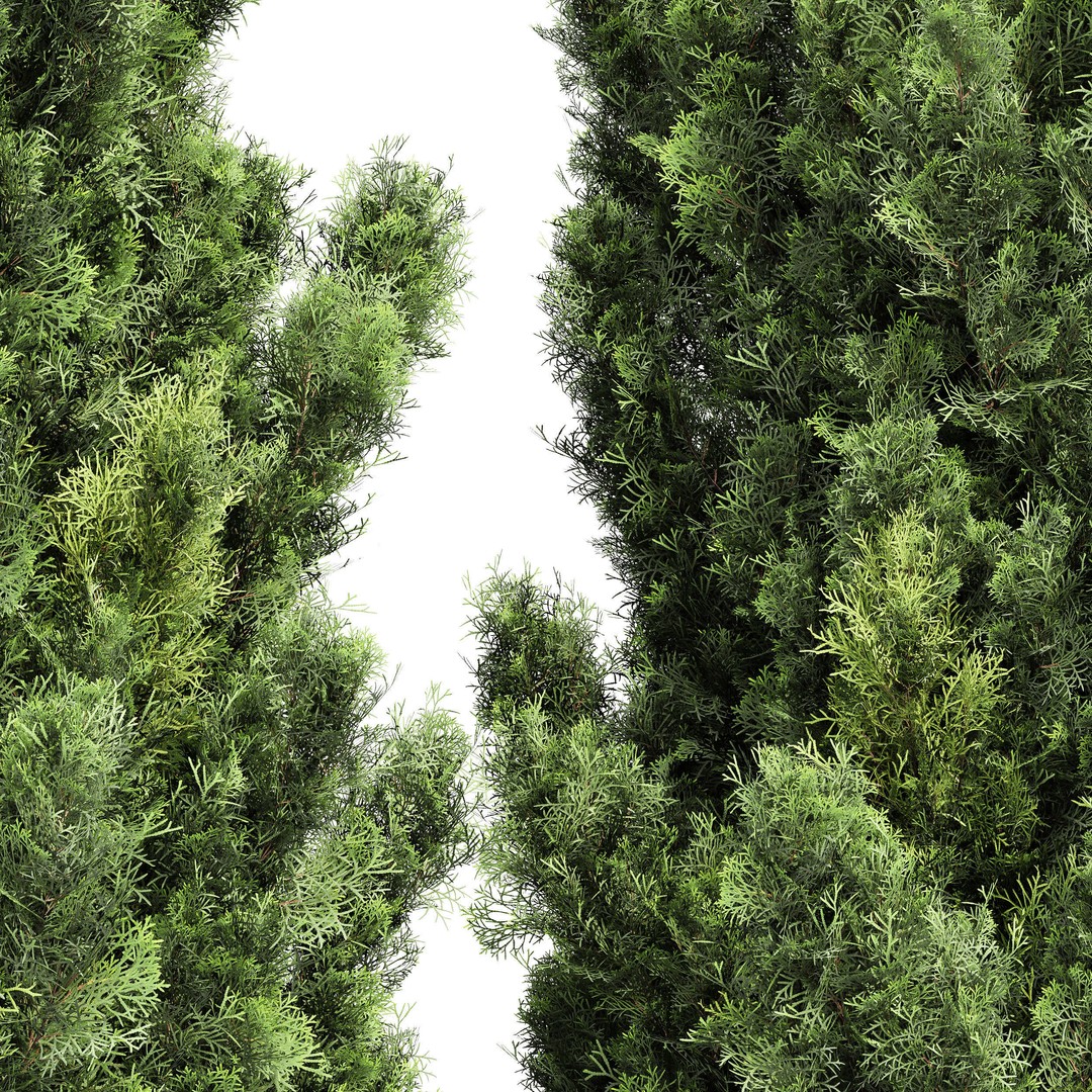 Mediterranean Cypress Tree 3D Model – High Poly PBR Asset, FBX, OBJ - View 6