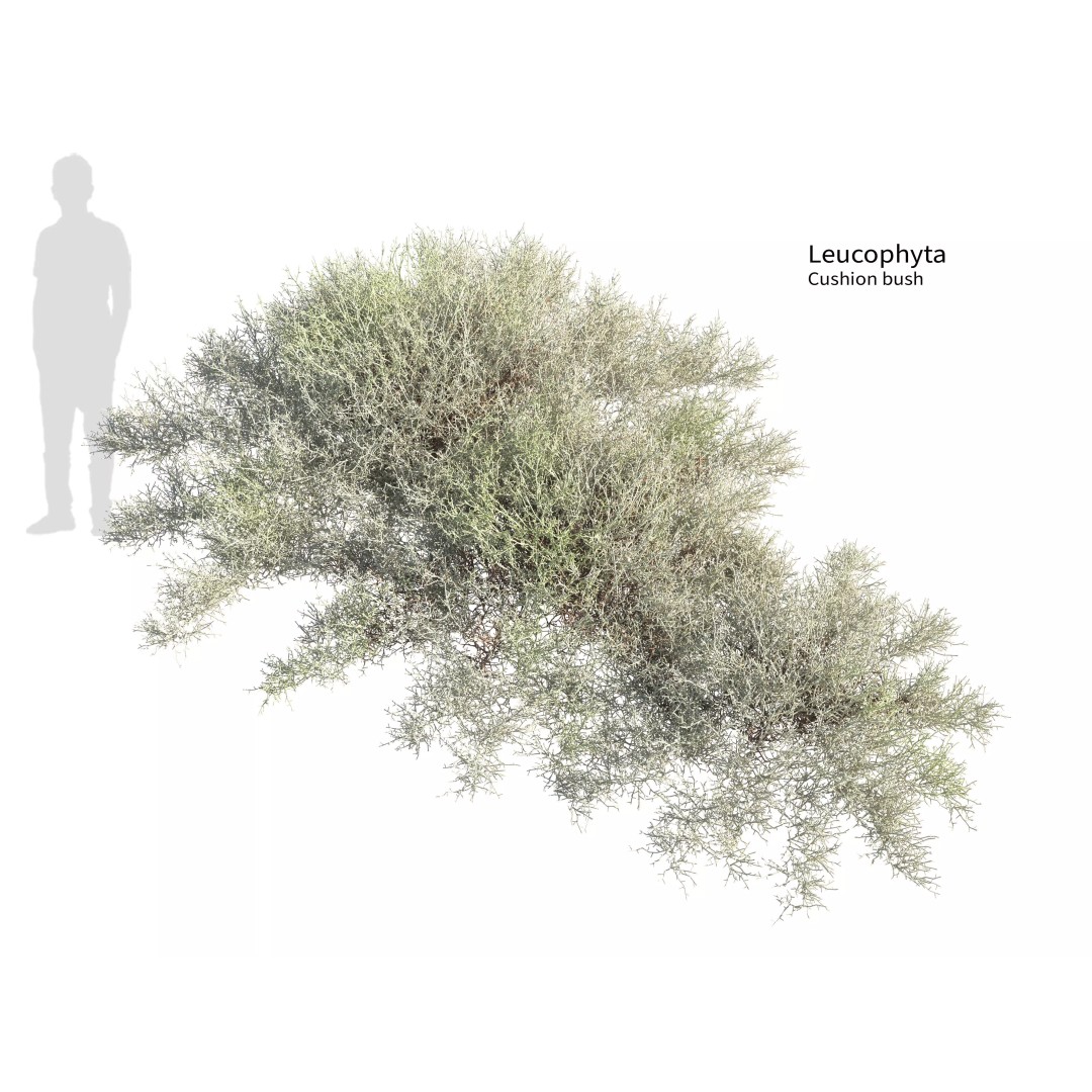 Leucophyta 3D Model – High Poly Plant Asset with Textures - View 2