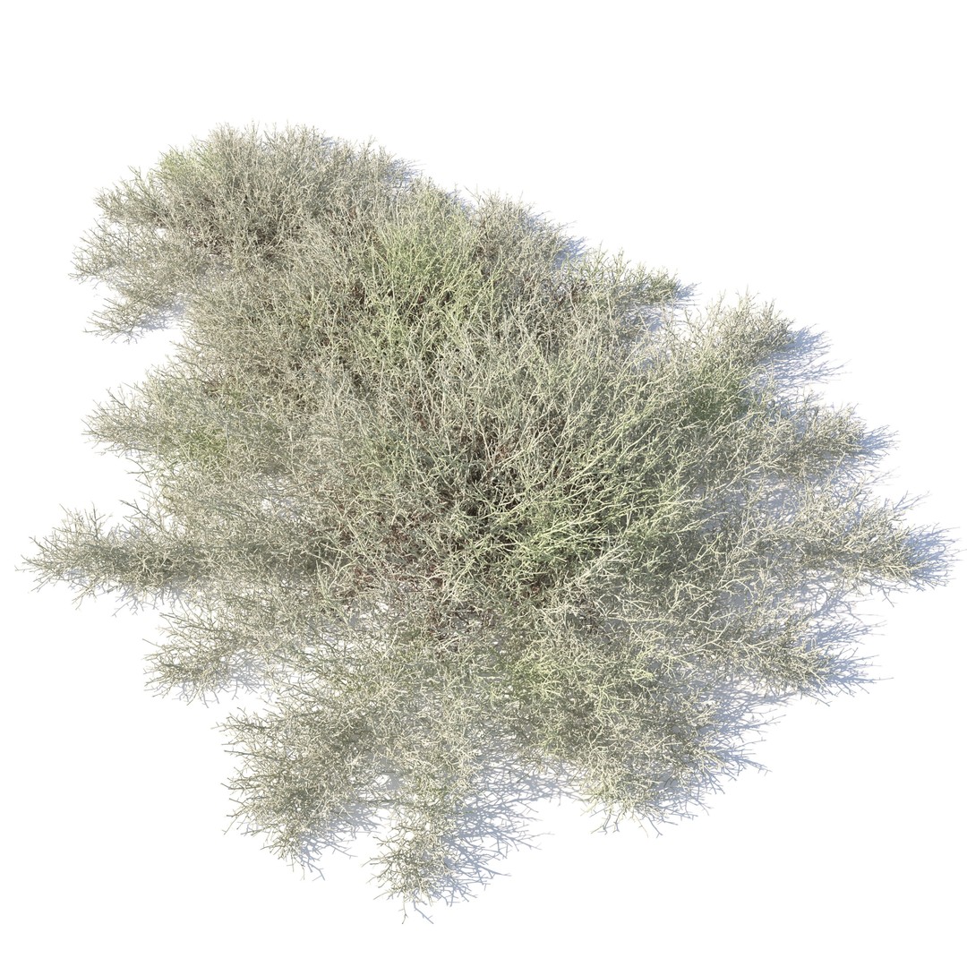 Leucophyta 3D Model – High Poly Plant Asset with Textures - View 3