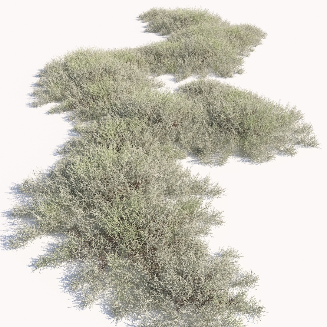 Leucophyta 3D Model – High Poly Plant Asset with Textures - View 4