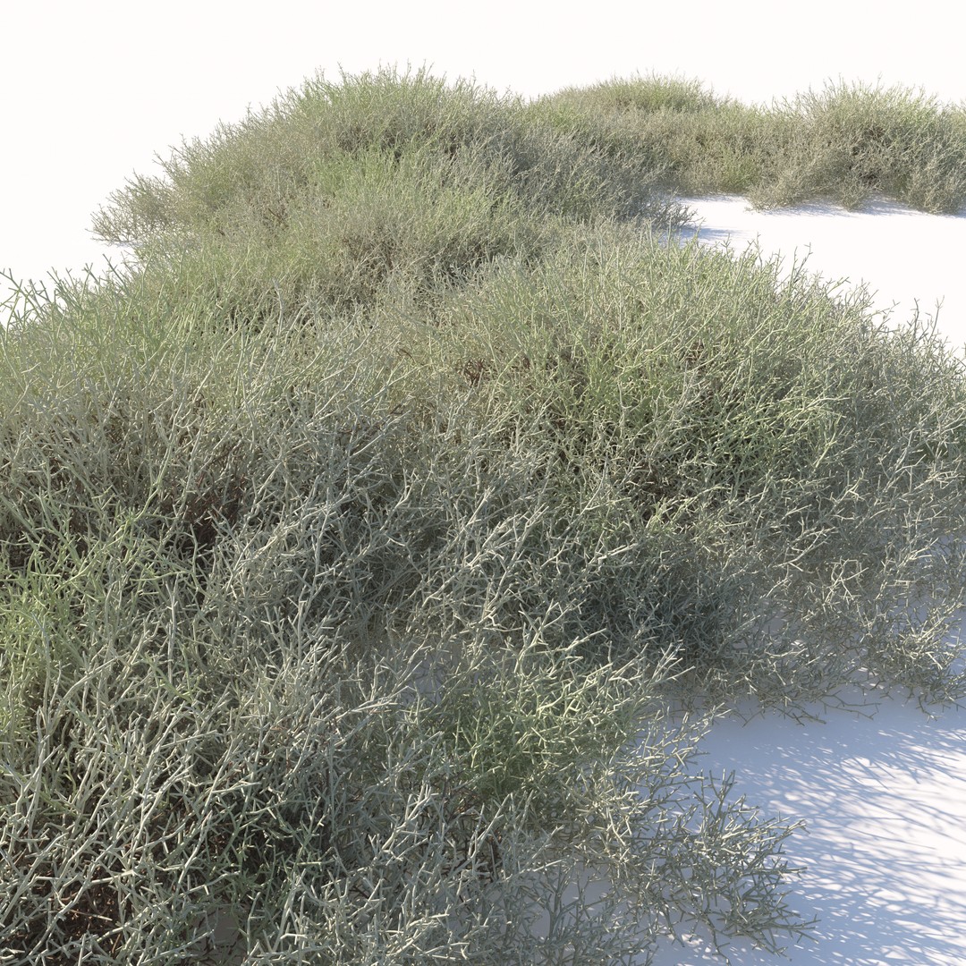 Leucophyta 3D Model – High Poly Plant Asset with Textures - View 5
