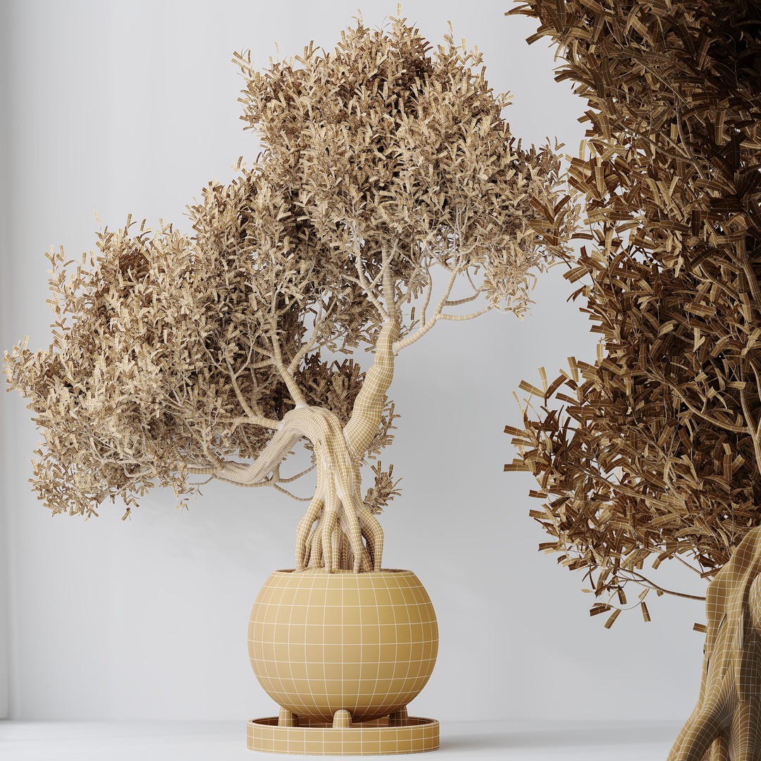 Ficus Retusa Microcarpa Bonsai 3D Model – High Poly PBR Asset, FBX & OBJ