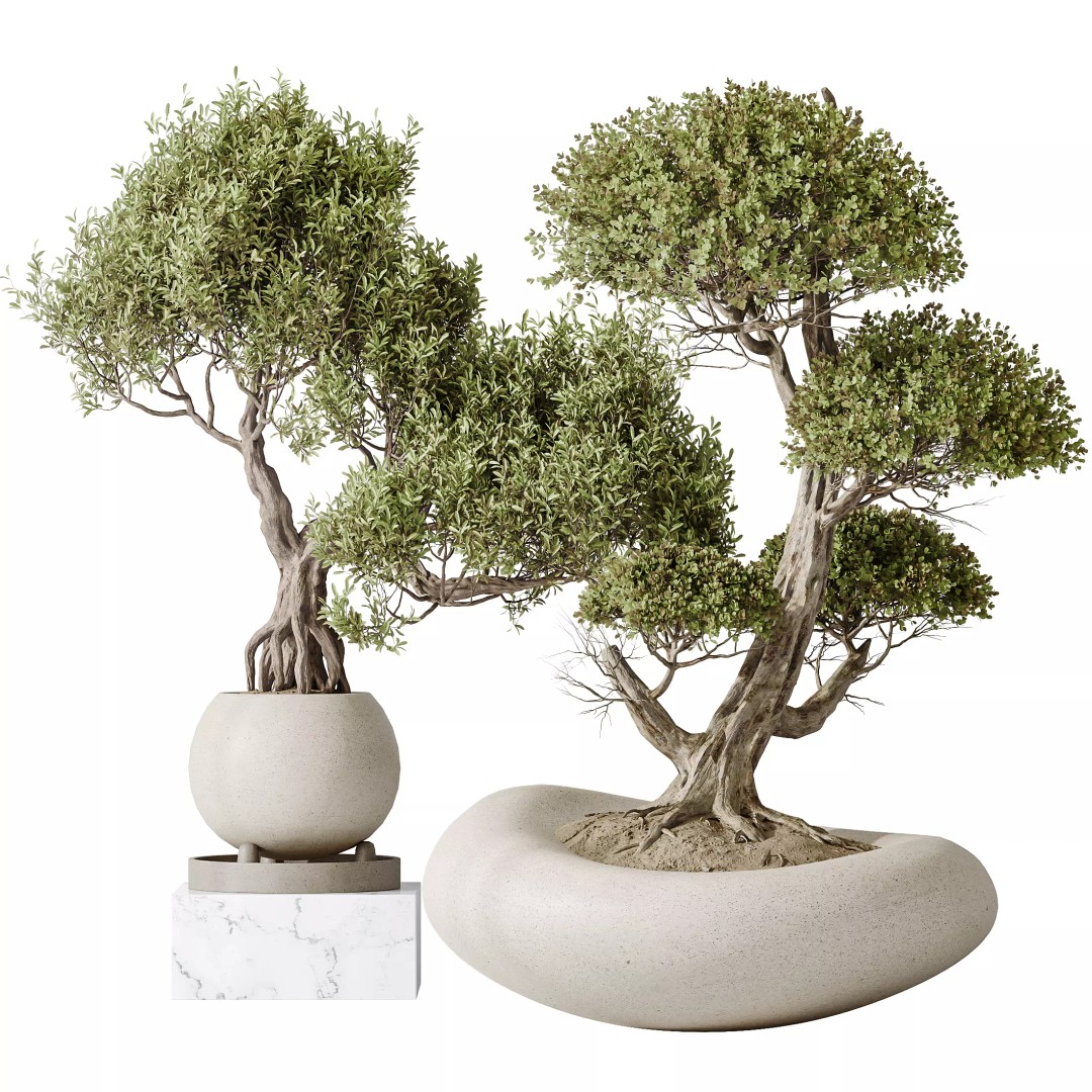 Ficus Retusa Microcarpa Bonsai 3D Model – High Poly PBR Asset, FBX & OBJ - View 2