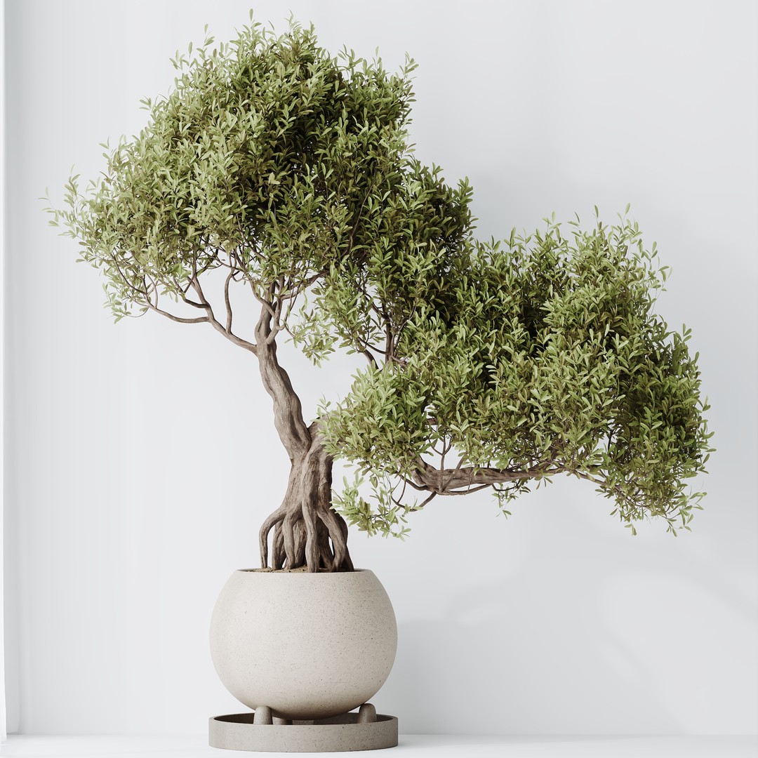 Ficus Retusa Microcarpa Bonsai 3D Model – High Poly PBR Asset, FBX & OBJ - View 4