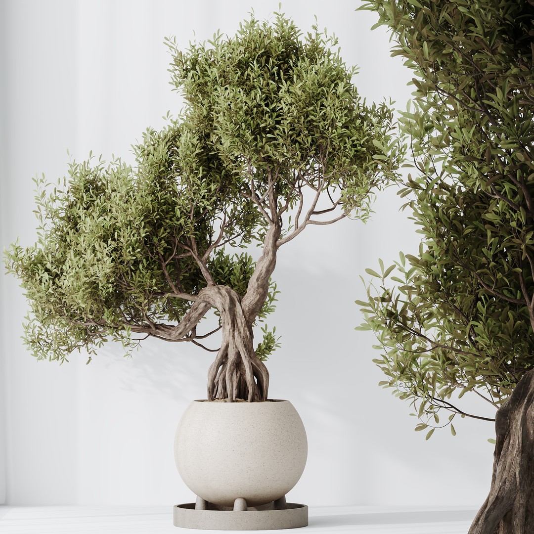 Ficus Retusa Microcarpa Bonsai 3D Model – High Poly PBR Asset, FBX & OBJ - View 5