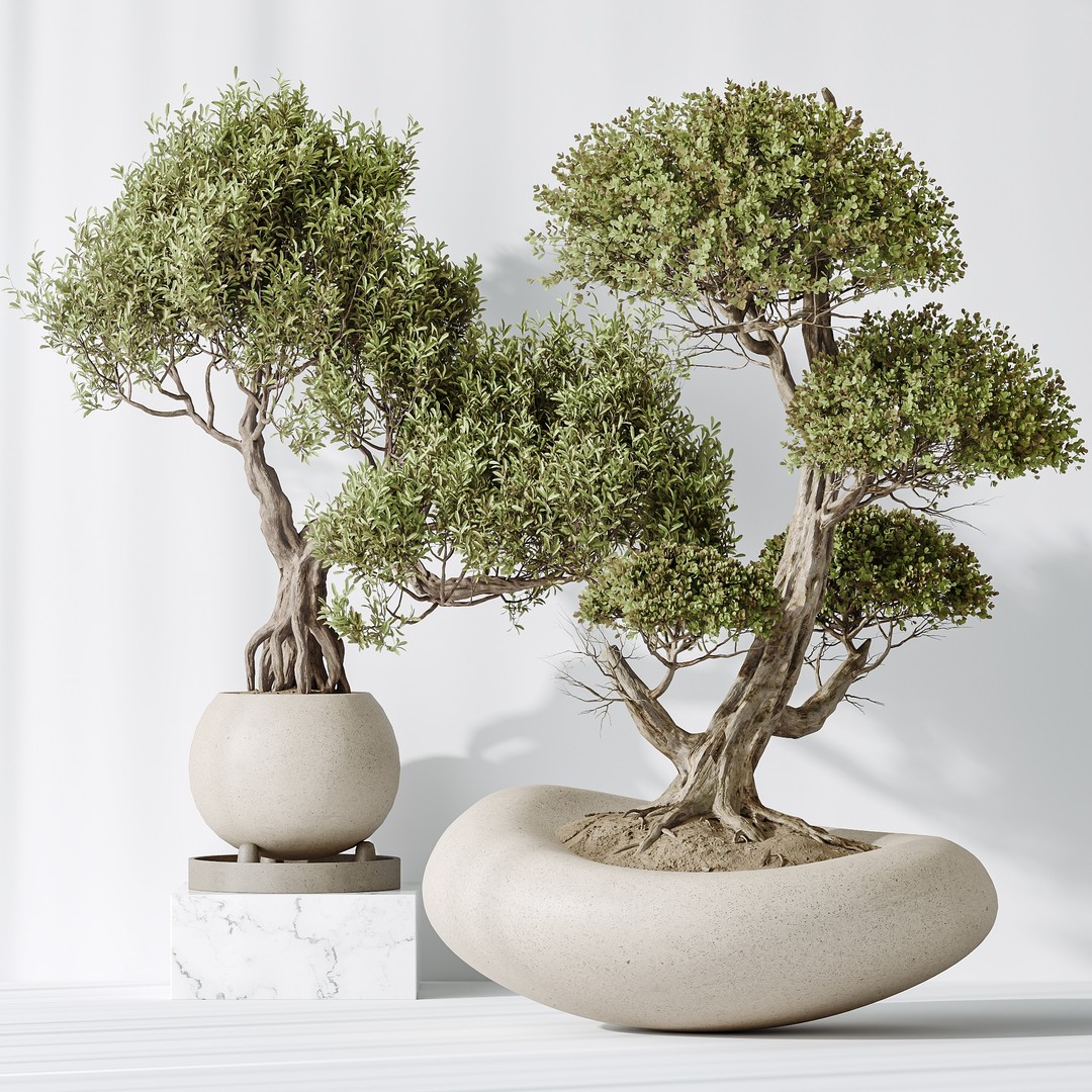 Ficus Retusa Microcarpa Bonsai 3D Model – High Poly PBR Asset, FBX & OBJ - View 7
