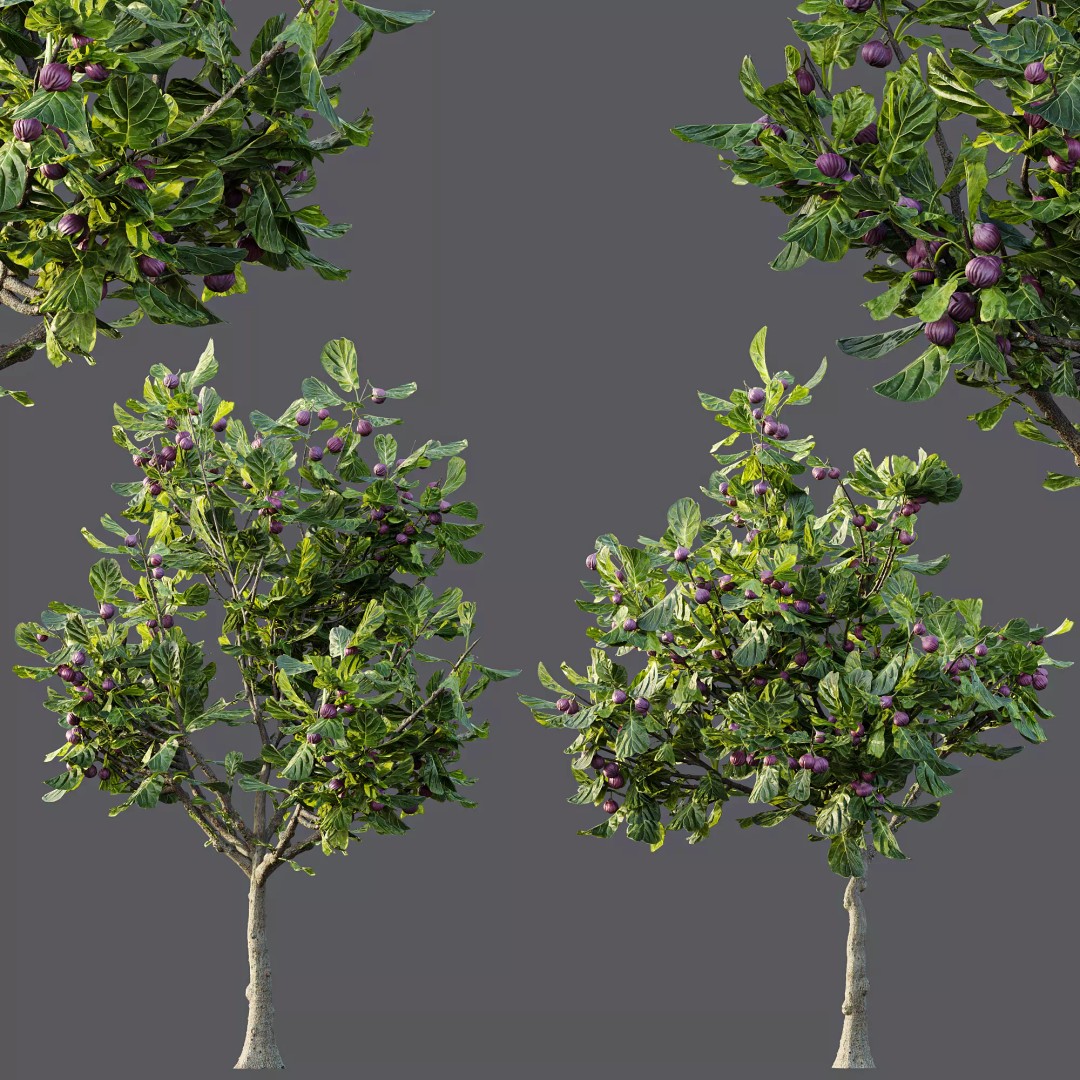 Ficus Fig and Peach Tree 3D Model – High Poly PBR Asset, OBJ, FBX - View 10