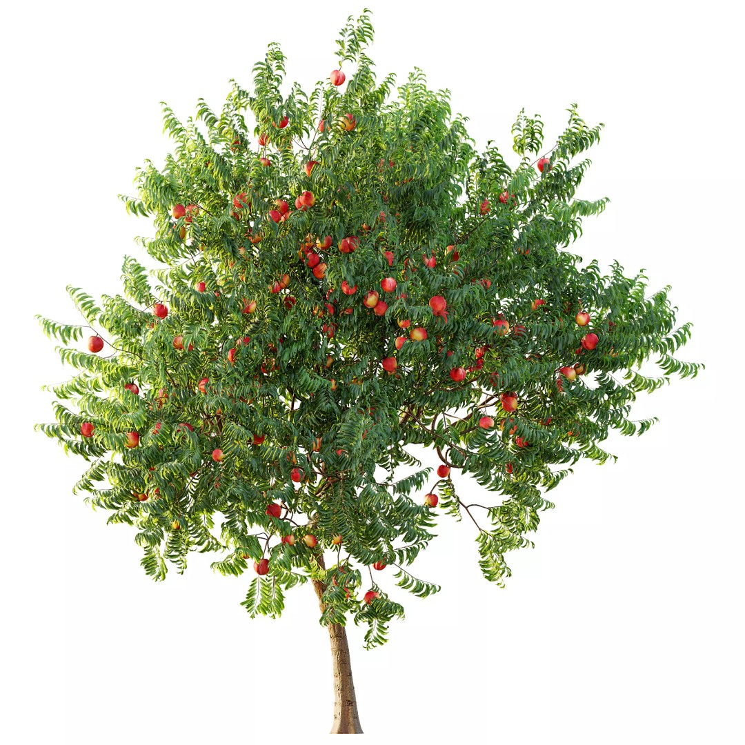 Ficus Fig and Peach Tree 3D Model – High Poly PBR Asset, OBJ, FBX - View 11
