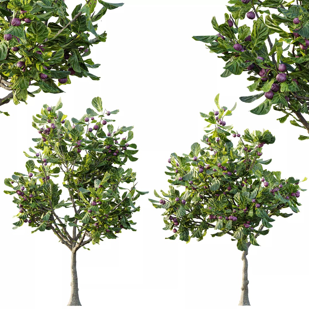 Ficus Fig and Peach Tree 3D Model – High Poly PBR Asset, OBJ, FBX - View 12