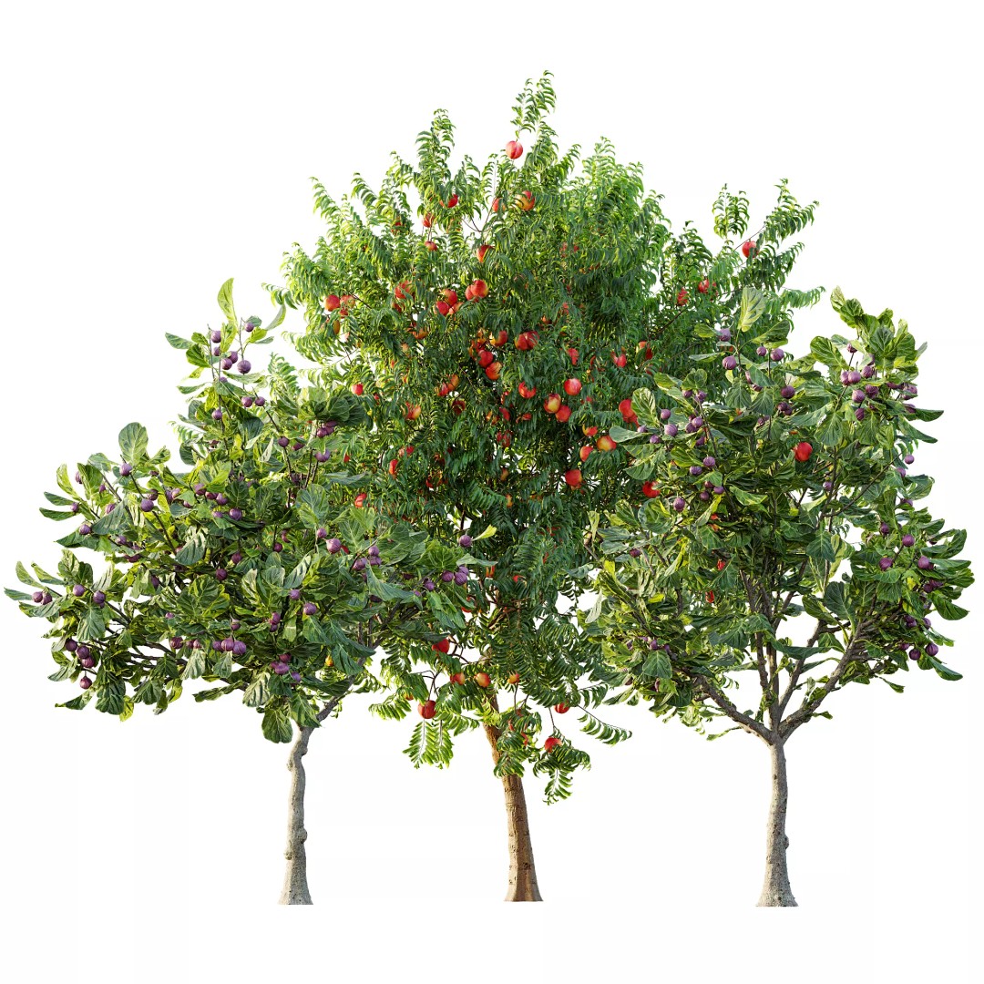 Ficus Fig and Peach Tree 3D Model – High Poly PBR Asset, OBJ, FBX - View 14