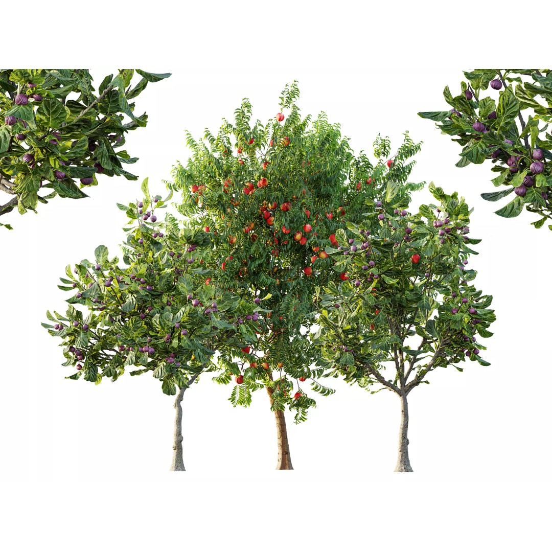 Ficus Fig and Peach Tree 3D Model – High Poly PBR Asset, OBJ, FBX - View 2